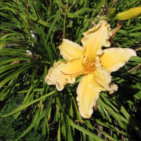 Hemeocallis 'Wild Ruffles', yellow very ruffled blooms