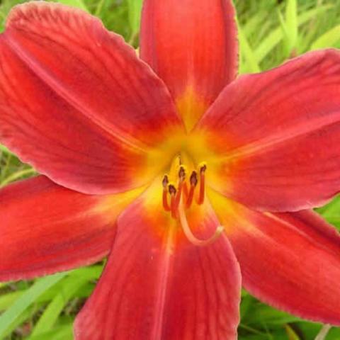 Hemerocallis Wild Heart, bright red with gold throat