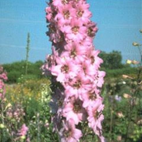 Delphinium 'Astolat' pink spike