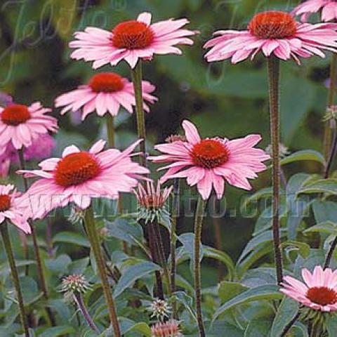 Echinacea 'Magnus', pink coneflowers