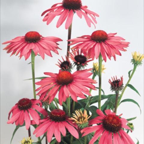 Echinacea 'Primadonna Deep Rose', bright pink coneflowers