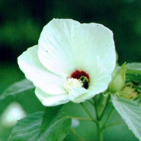 Hibiscus lasiocarpus, huge white flower with dark eye