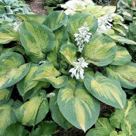 Hosta Brother Stefan, August, muted green and yellow-green leaves, white flowers