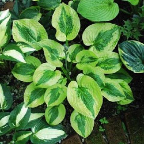 Hosta Glad Rags, small rounded leaves, wide light yellow edges