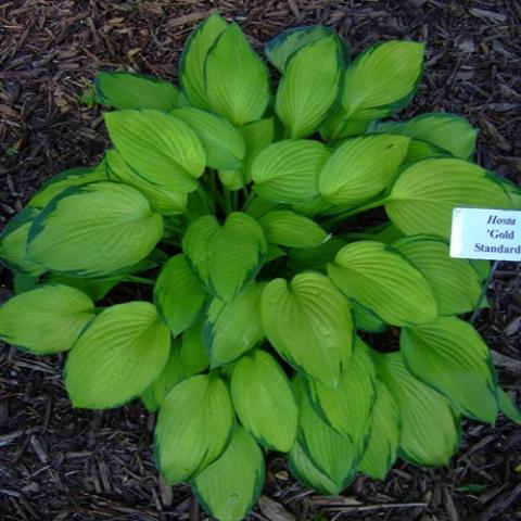 Hosta Gold Standard, yellow green leaves with narrow darker green edges