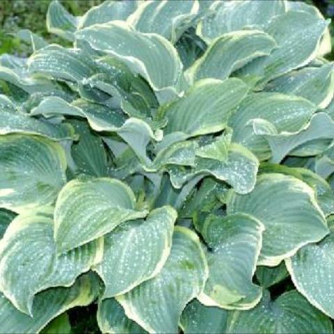 Hosta 'Regal Splendor', green leaves, narrow yellow-green margins