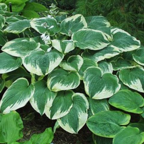 Hosta Robert Frost, green with white frosted edges