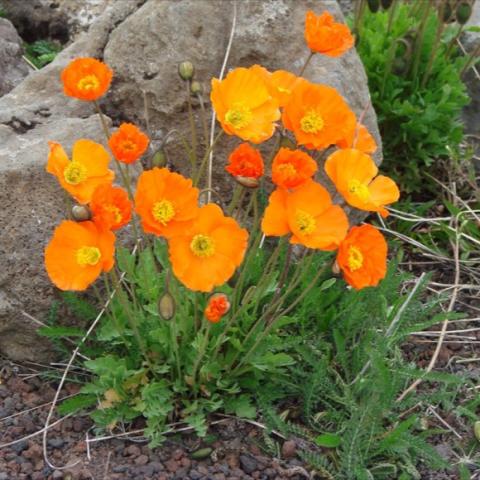 Iceland Poppies in orange -- bright!