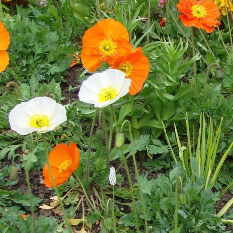 Papaver 'Wonderland Mix', yellow, white and orange poppies