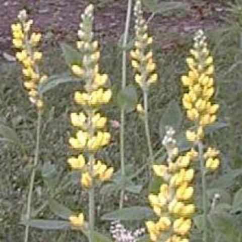 Thermopsis montana, yellow pea flowers on spikes