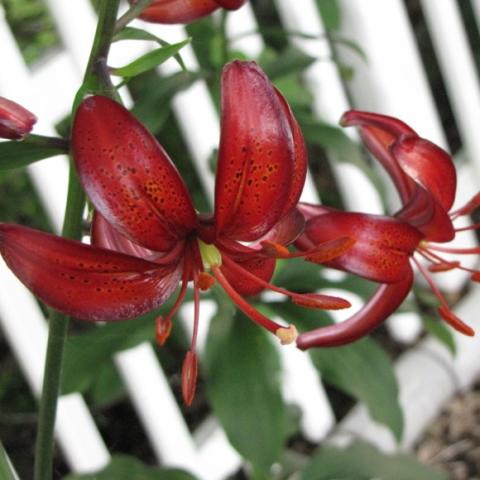 Lilium Dalhansonii, dark red to orange down-facing lily