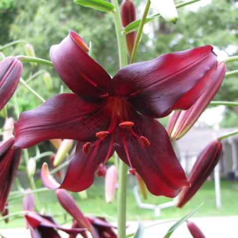 Night Flyer lily, very dark red