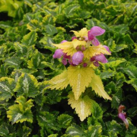 Lamium Golden Anniverary, pink flowers, some yellow leaves over green and yellow leaves