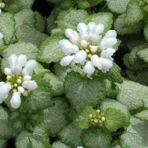 Lamium White Nancy, clustered white flowers and white marked leaves