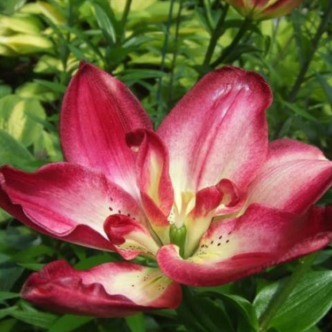 Lilium 'Double Sensation', double dark red petals with a white throat