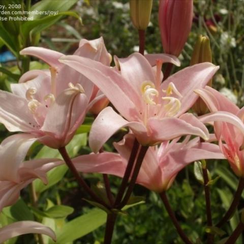 Lilium 'Elodie', pink lilies