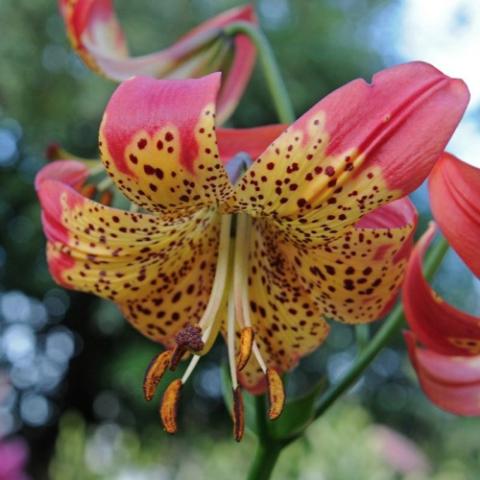 Lilium Fusion, down-facing, red petal ends, yellow centers with many dark spots