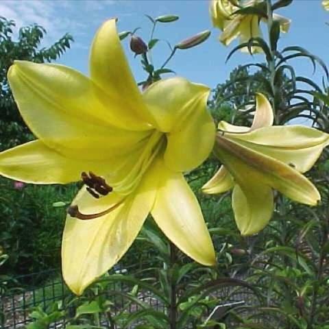 Lilium 'Golden Splendor', big yellow lilies