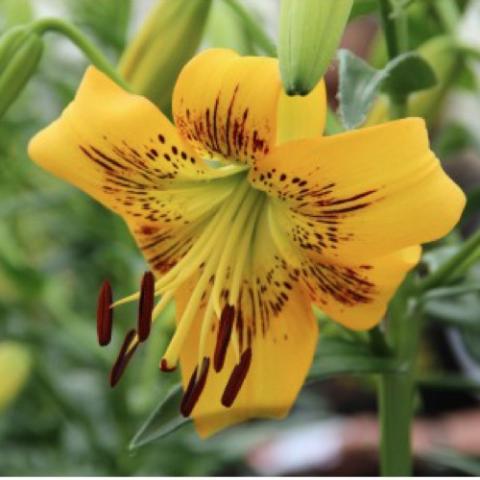 Lilium Yellow Bruse, gold recurve with dark speckles near center