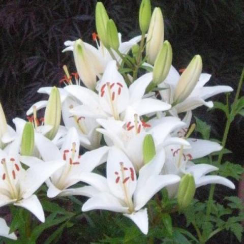 Lilium 'Tiny Snowflake', many white up-facing lilies