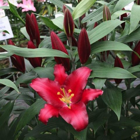 Lilium Bombastic, red up-facing flower