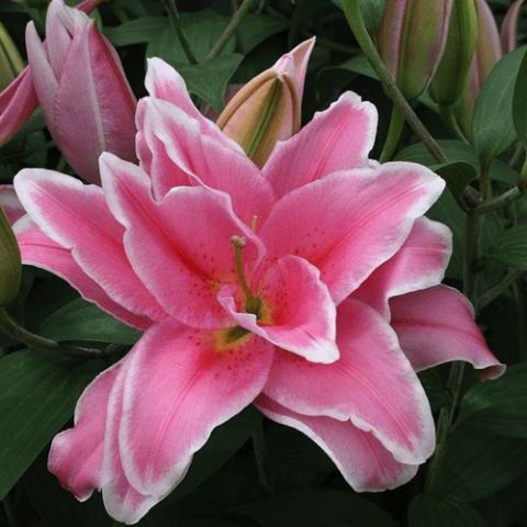 LIlium Celina, double pink with white edges