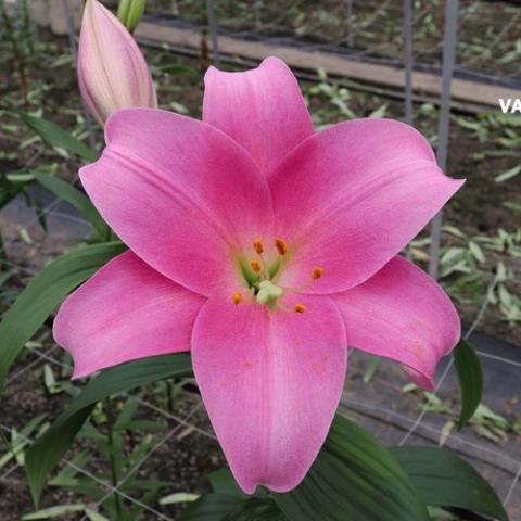 Lilium Dancing Lady, light pink