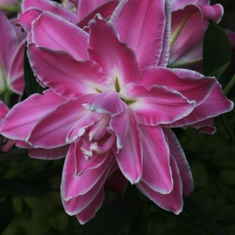 Lilium Lotus Wonder, double in dark pink with white at the center and touches at the edges