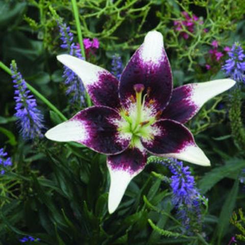 Lilium Netty's Pride, white tips, dark wine mid, light green center