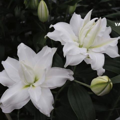 Lilium Ramona, white double flowers