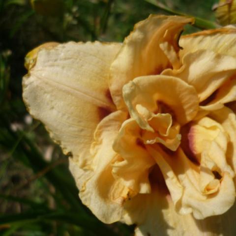 Hemerocallis Vienna, double butterscotch blooms