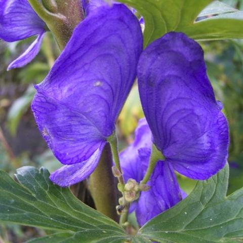 Aconitum arendsii, blue purple hood-like flowers