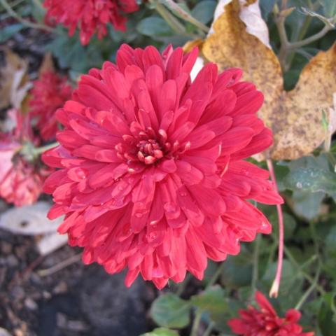 Maroon Pride,  Minnesota Mum, dark red mum