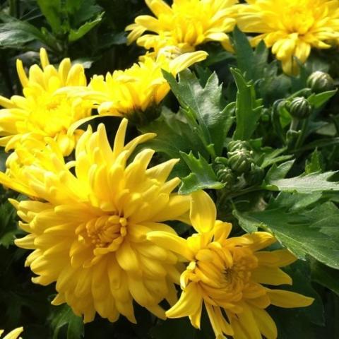 Chrysanthemum Canary, yellow irregular double