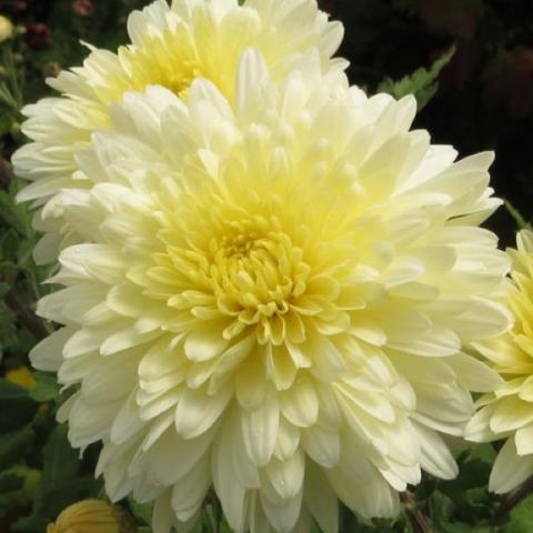 Chrysanthemum 'Poise', double yellowish white doubles