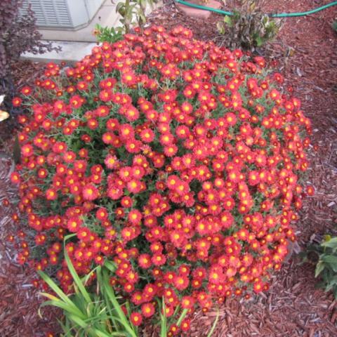 Red Daisy mum -- many small red daisies with yellow centers