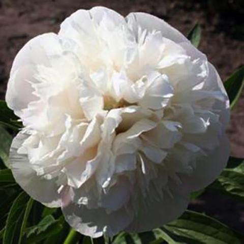 Paeoni Alba Plena, double white flower