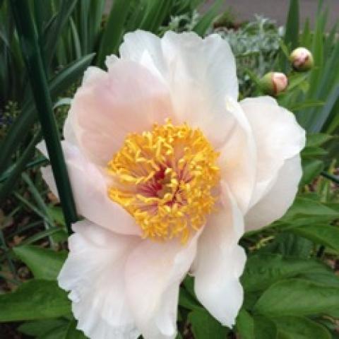 Peony Lavender Whisper, light lavender open flower with gold center