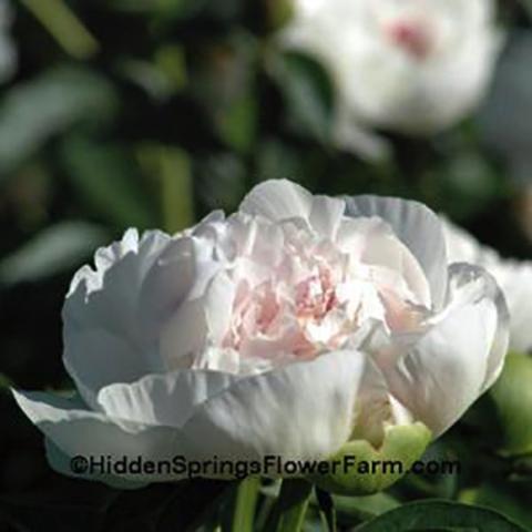 Paeonia Myrte Gentry, very light pink double