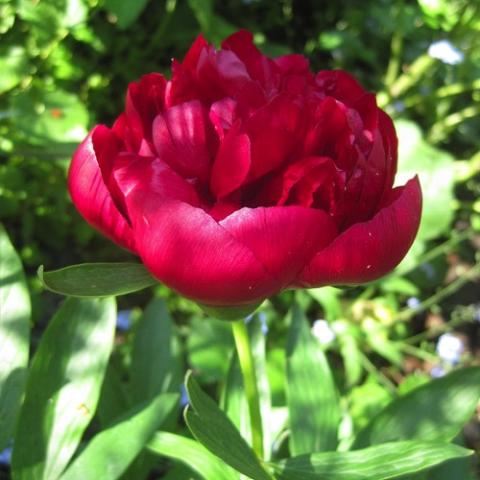 Paeonia Rubra Plena, bowl-shaped double dark red flower