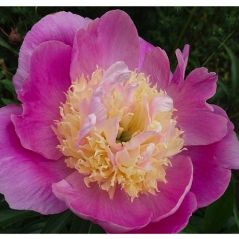 Paeonia Wladyslawa, single pink flower with very large gold center