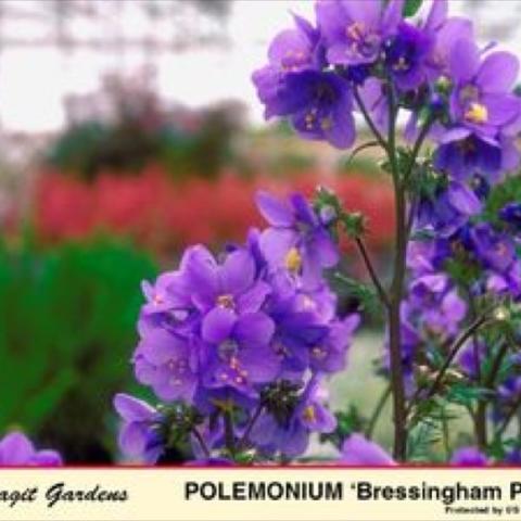 Polemonium 'Bressingham Purple', bright purple flower clusters