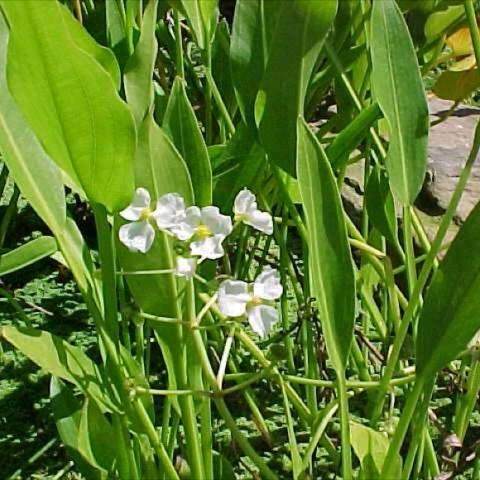 Sagitarria latifolia, white blooms and green leaves