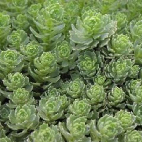 Sedum pachyclados, green rosettes of leaves