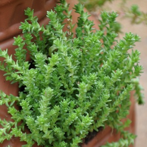 Sedum requieni, tiny bright green succulent leaves