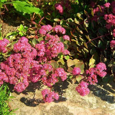 Sedum Vera Jameson, clusters of small dusky pink flowers sprawled on a stone 