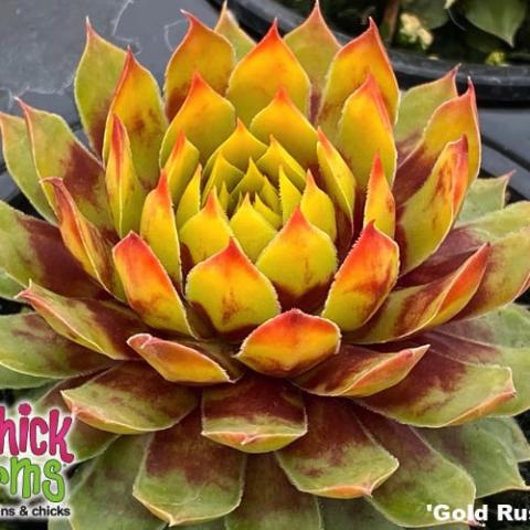 Sempervivum Gold Rush, yellow green succulent with red tips