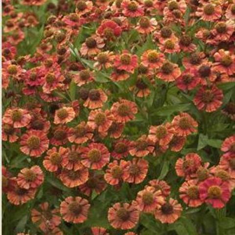 Helenium 'Red Jewel', dark red daisies