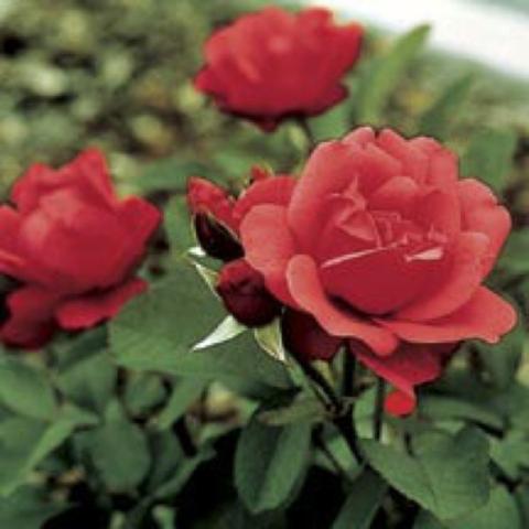 Rosa 'Morden Fireglow', red-orange 