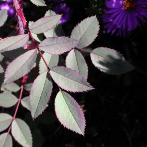 Rosa glauca leaves showing blue color and red-purple stems